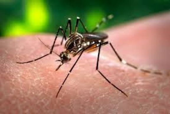 San Luis, entre las 14 provincias que presentan "circulación viral" de dengue