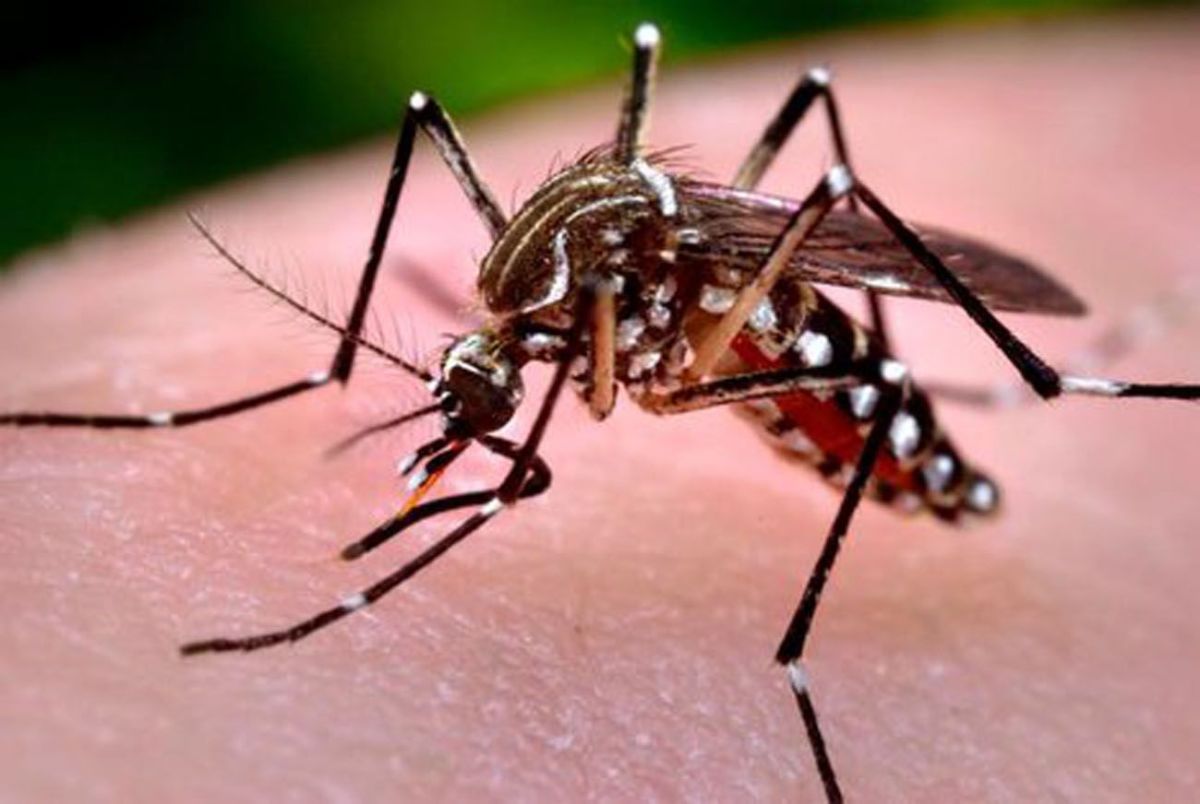 Confirmaron el cuarto caso de dengue autóctono en Merlo