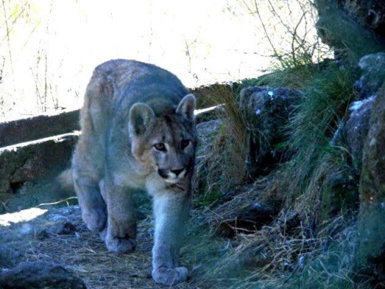 Puma ataca a un cheap corredor