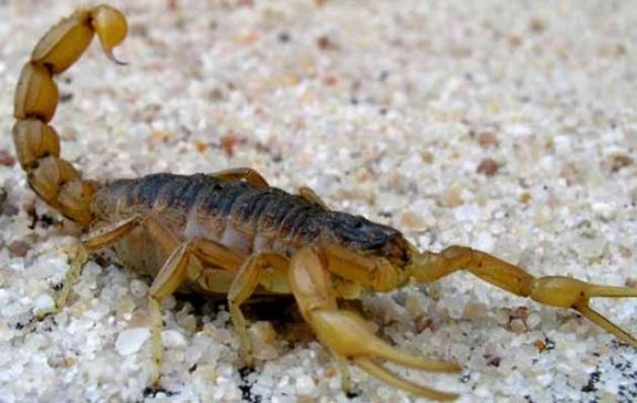 Presentaron una infografía preventiva sobre escorpiofauna