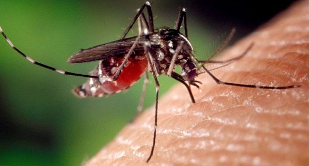 Detectaron el tercer caso de dengue en San Luis