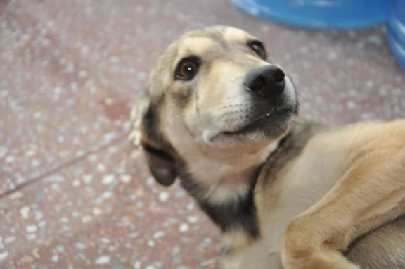 Lanzaron la campaña “Adopta un perro adulto” en Villa de Merlo