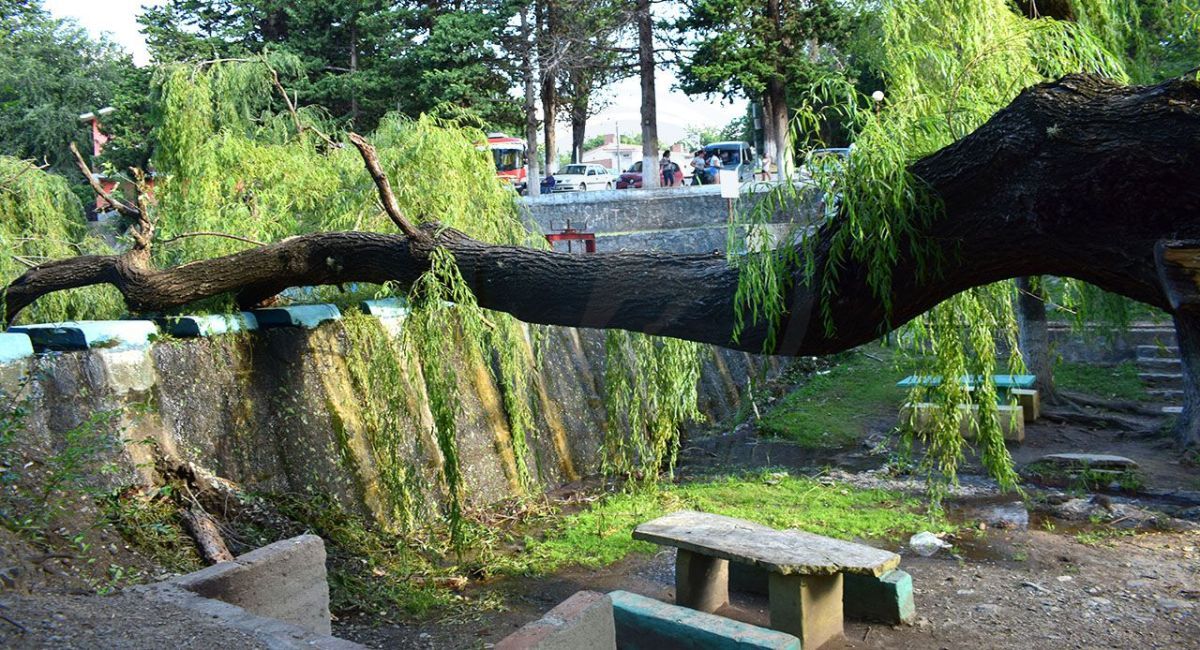 Salvaron su vida de milagro: un sauce cayó sobre padre e hija en el balneario del Rincón