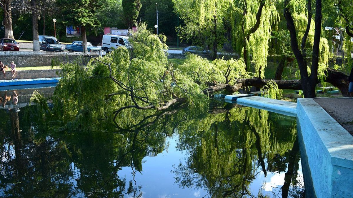 Salvaron su vida de milagro: un sauce cayó sobre padre e hija en el balneario del Rincón