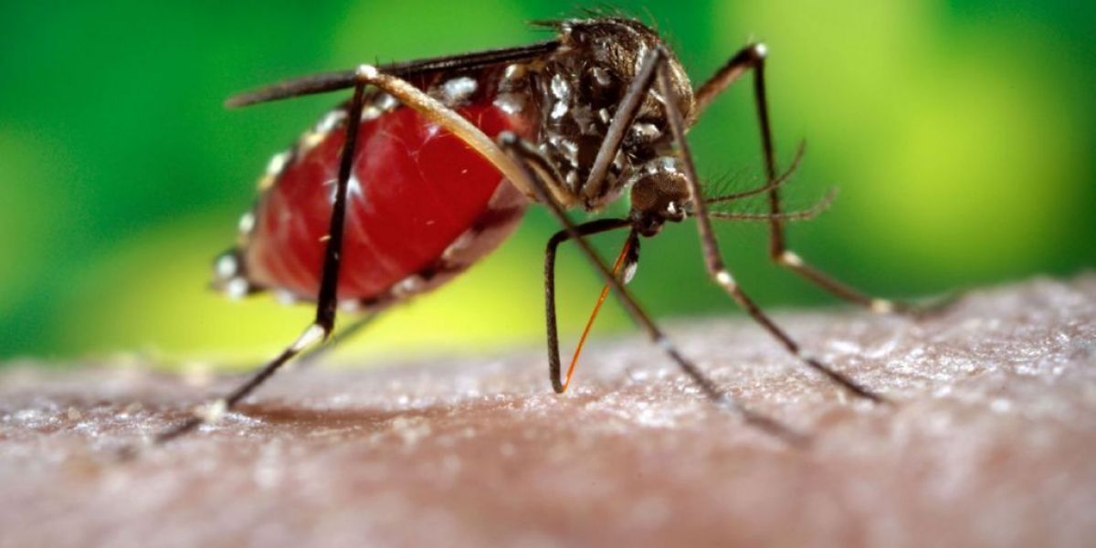 Según el Ministerio de Salud, San Luis lleva registrados casi mil casos de dengue desde agosto 
