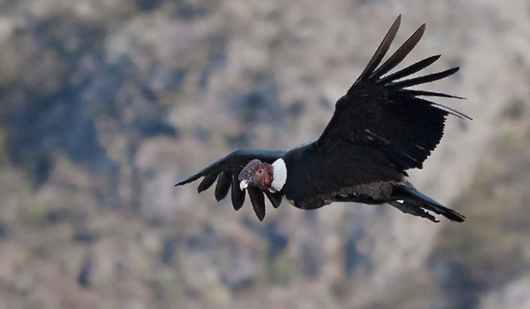 Crearán Santuarios de Cóndor Andino en las Áreas Naturales Protegidas de la provincia