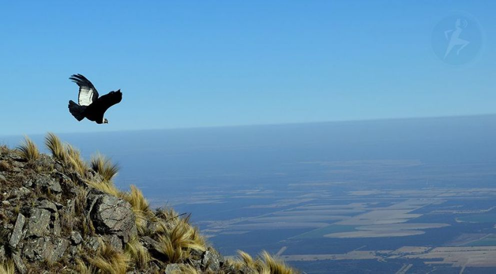 Por primera vez, San Luis liberará en simultáneo dos ejemplares de cóndor andino
