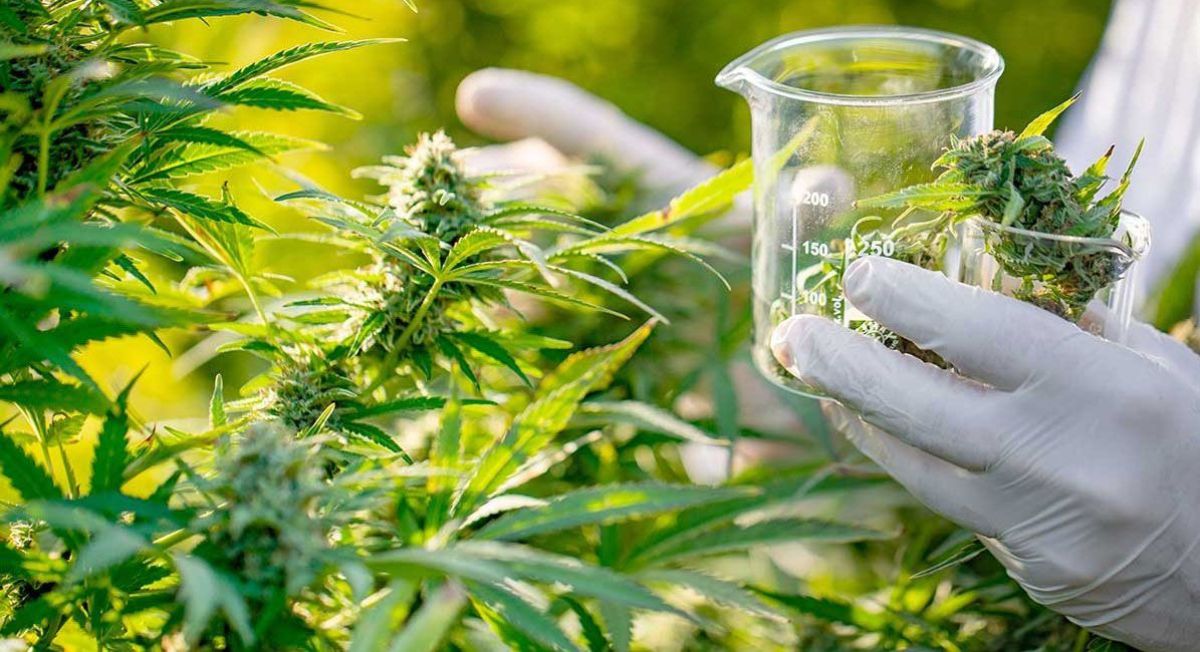 Sergio Massa presentó la Agencia Nacional de Cannabis